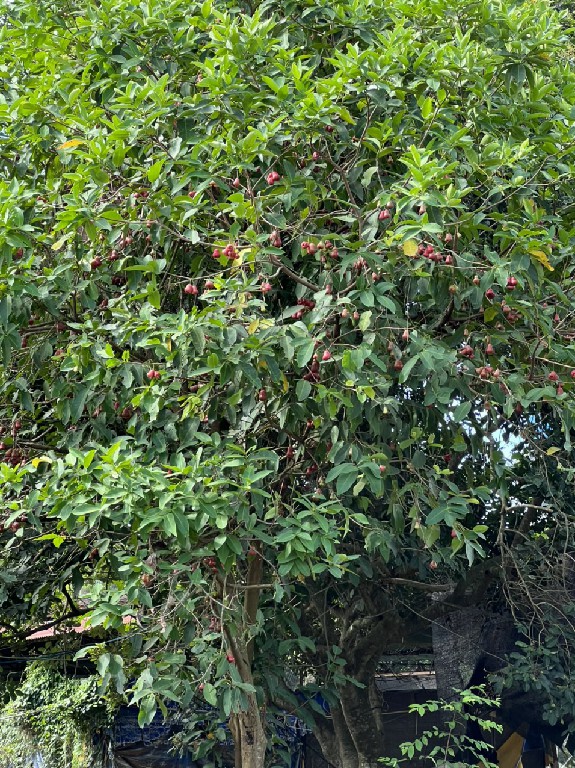 bán vườn trái cây 