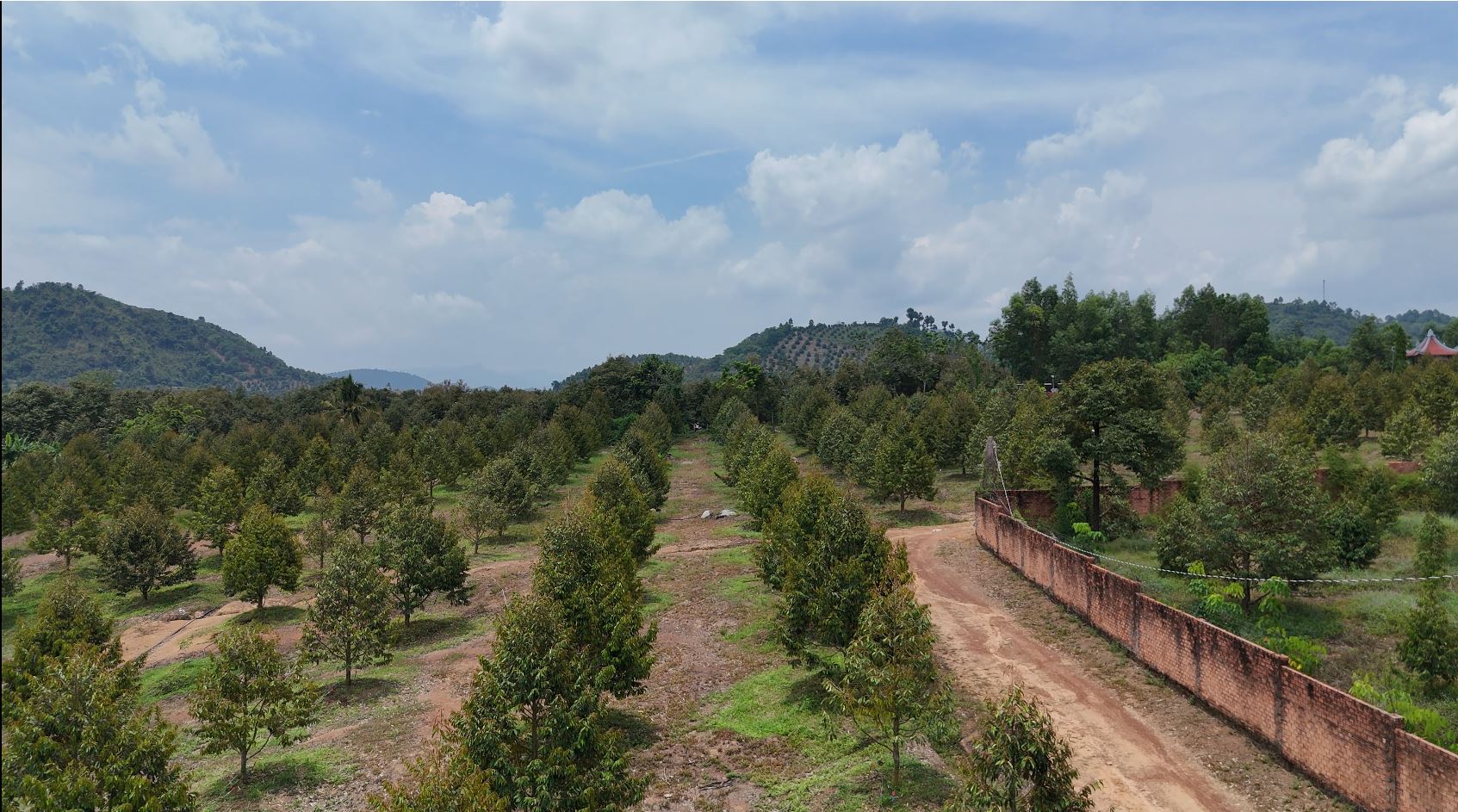 92.000 m² ( 9,2 hecta) sầu riêng Thái được 4 năm tuổi 